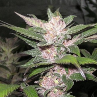 Purple Chem (Cali Connection) feminisoidut