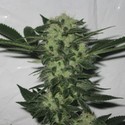 818 Headband (Cali Connection) Feminisoidut