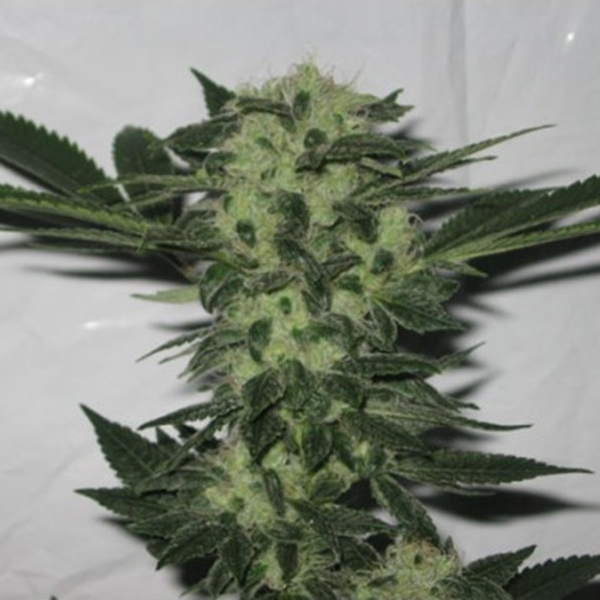 818 Headband (Cali Connection) Feminisoidut