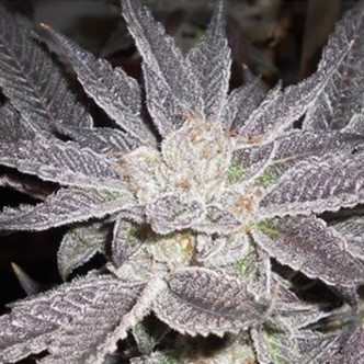 LA Affie (The Cali Connection) feminisoidut kannabiksen siemenet