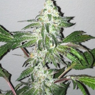 Girl Scout Cookies (Cali Connection) feminisoidut kannabiksen siemenet