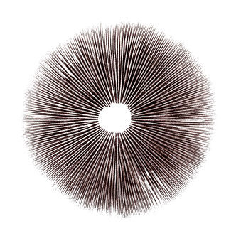 Psilocybe cubensis Ecuador -iti&ouml;painanne