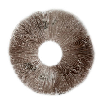 Psilocybe cubensis B+ -iti&ouml;painanne