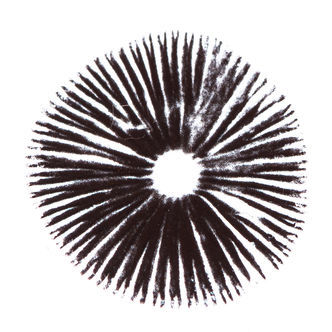 Psilocybe cubensis Golden Teacher -iti&ouml;painanne