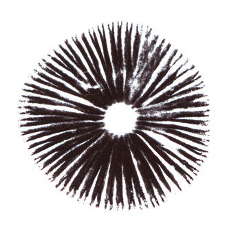 Psilocybe cubensis Golden Teacher -itiöpainanne