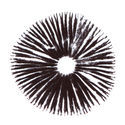 Psilocybe cubensis Golden Teacher -itiöpainanne
