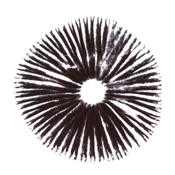 Psilocybe cubensis Golden Teacher -itiöpainanne
