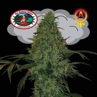 Critical Mass Automatic (Big Buddha Seeds) feminisoidut