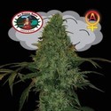 Critical Mass Autoflower (Big Buddha Seeds) Feminisoidut