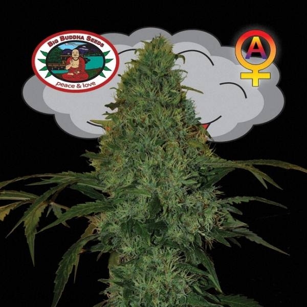 Critical Mass Autoflower (Big Buddha Seeds) Feminisoidut