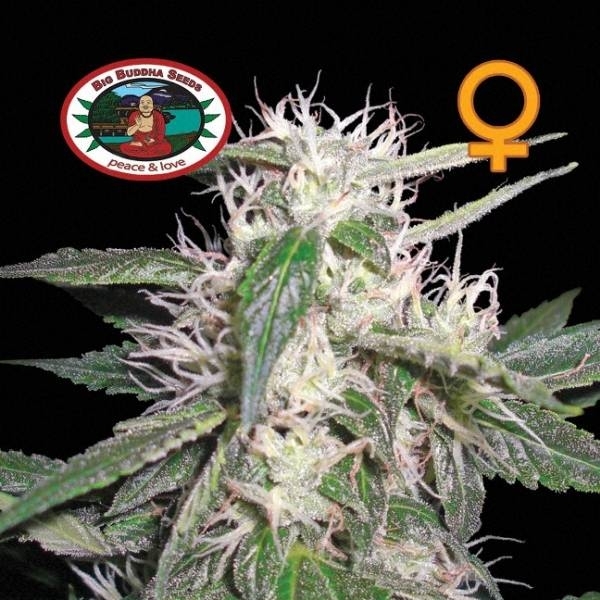 Cheese Dawg (Big Buddha Seeds) Feminisoidut