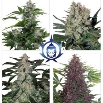 Assorted Auto (Buddha Seeds) feminisoidut