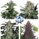 Assorted Auto (Buddha Seeds) Feminisoidut