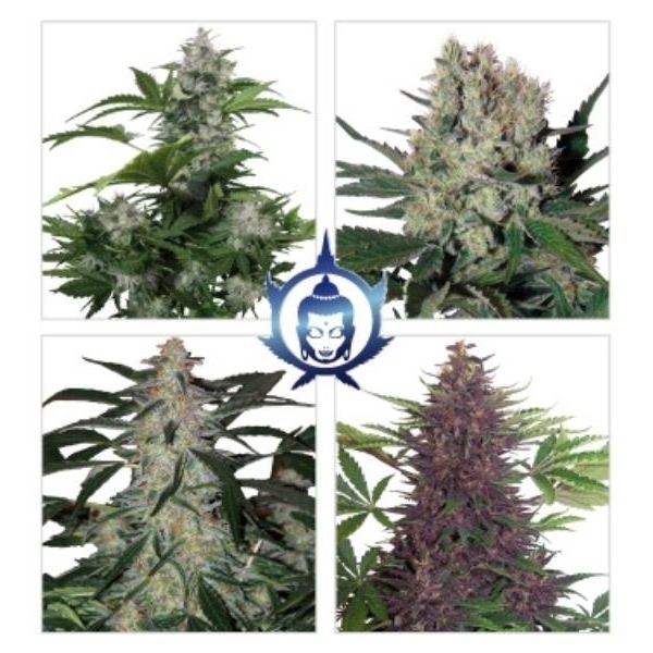 Assorted Auto (Buddha Seeds) Feminisoidut