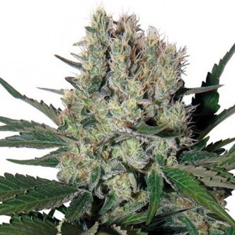 Syrup (Buddha Seeds) feminisoidut