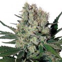 Syrup Auto (Buddha Seeds) Feminisoidut