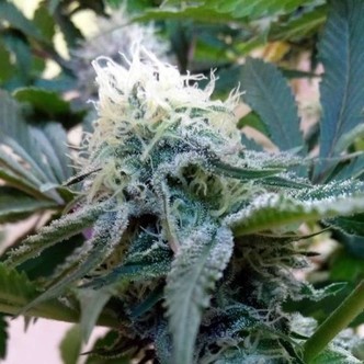 Douce Nuit (French Touch Seeds) feminisoidut