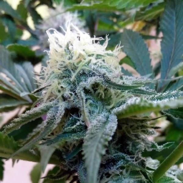 Douce Nuit (French Touch Seeds) Feminisoidut