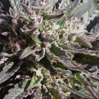 Frencheese (French Touch Seeds) feminisoidut