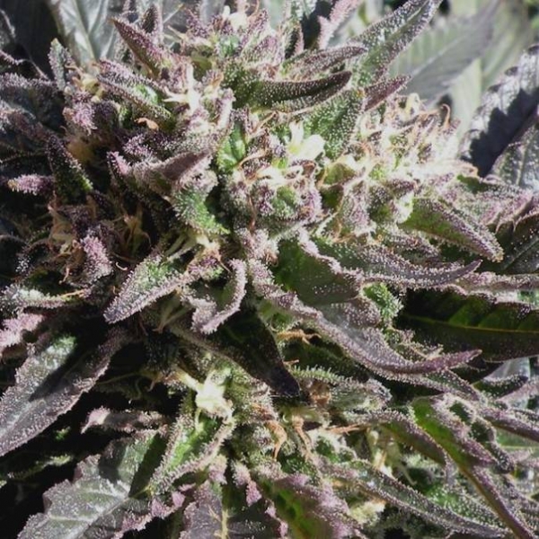 Frencheese (French Touch Seeds) Feminisoidut