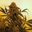 Guillotine Auto (French Touch Seeds) Feminisoidut