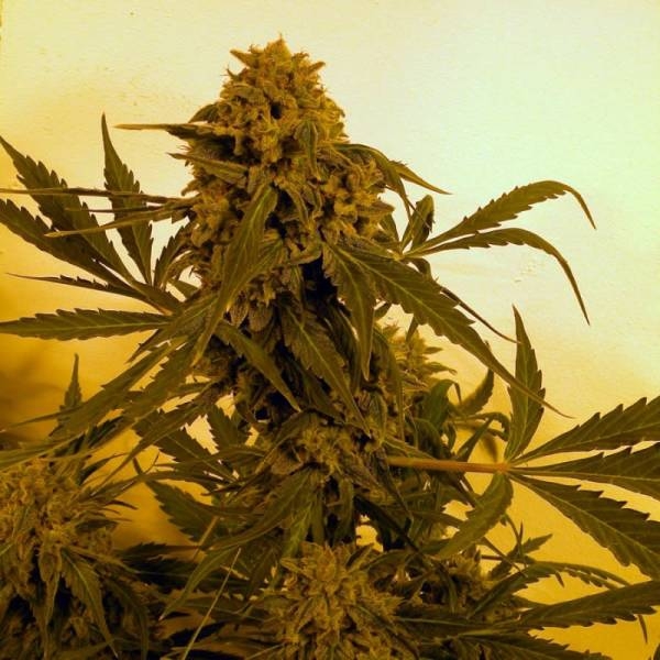 Guillotine Auto (French Touch Seeds) Feminisoidut
