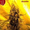 Sativa Des Rois (French Touch Seeds) Feminisoidut