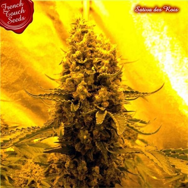Sativa Des Rois (French Touch Seeds) Feminisoidut