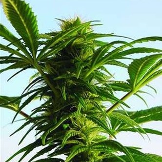 Mega Power Plant (Spliff Seeds) feminisoidut kannabiksen siemenet