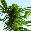 Mega Power Plant (Spliff Seeds) Feminisoidut