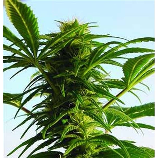 Mega Power Plant (Spliff Seeds) Feminisoidut