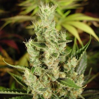 Amnesia Haze (Soma Seeds) feminisoidut