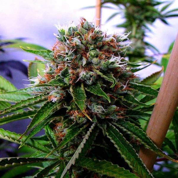 Buddha's Sister (Soma Seeds) Feminisoidut