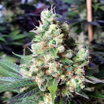 NYC Diesel (Soma Seeds) Feminisoidut kannabiksen siemenet