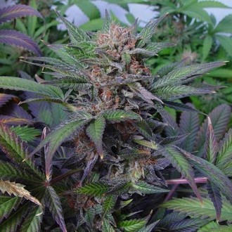 Somango (Soma Seeds) Feminisoidut