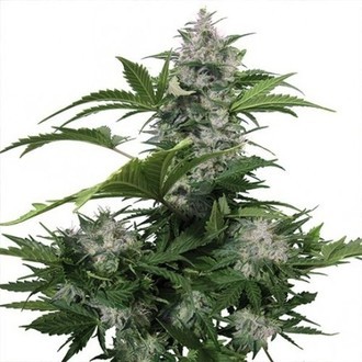 White Dwarf (Buddha Seeds) -Feminisoidut