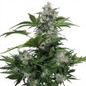 White Dwarf (Buddha Seeds) -Feminisoidut