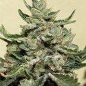 White Dwarf (Buddha Seeds) -Feminisoidut