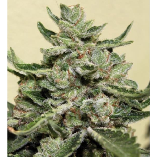 White Dwarf (Buddha Seeds) -Feminisoidut