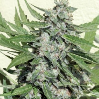 White Dwarf (Buddha Seeds) -Feminisoidut