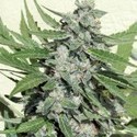 White Dwarf (Buddha Seeds) -Feminisoidut