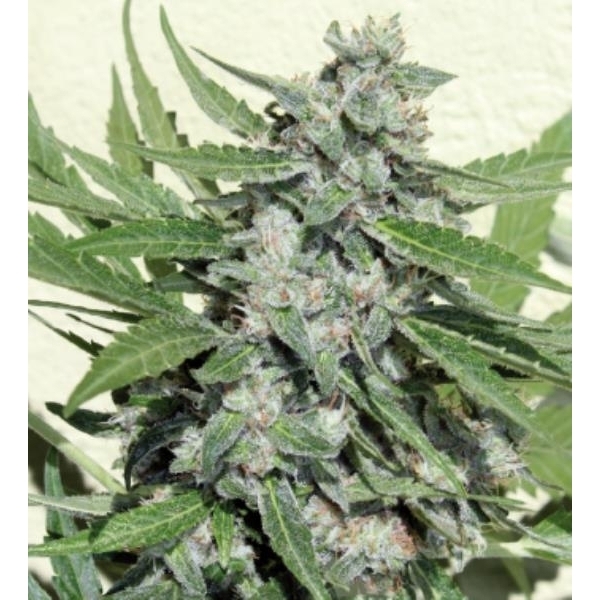 White Dwarf (Buddha Seeds) -Feminisoidut