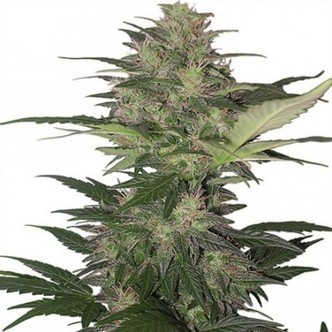 Red Dwarf (Buddha Seeds) feminisoitu