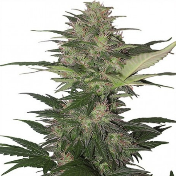 Red Dwarf Auto (Buddha Seeds) Feminisoidut