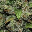 Red Dwarf Auto (Buddha Seeds) Feminisoidut