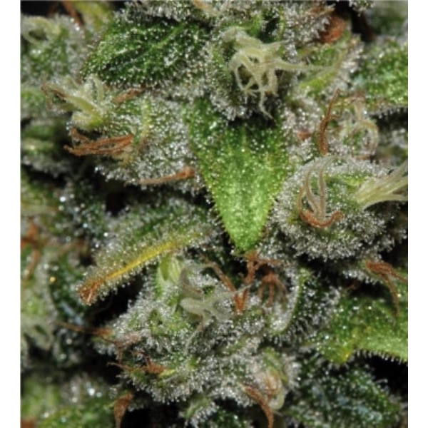 Red Dwarf Auto (Buddha Seeds) Feminisoidut