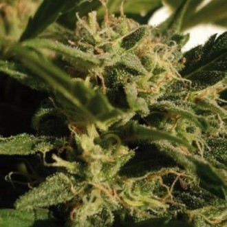 Red Dwarf Auto (Buddha Seeds) Feminisoidut
