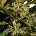 Red Dwarf Auto (Buddha Seeds) Feminisoidut