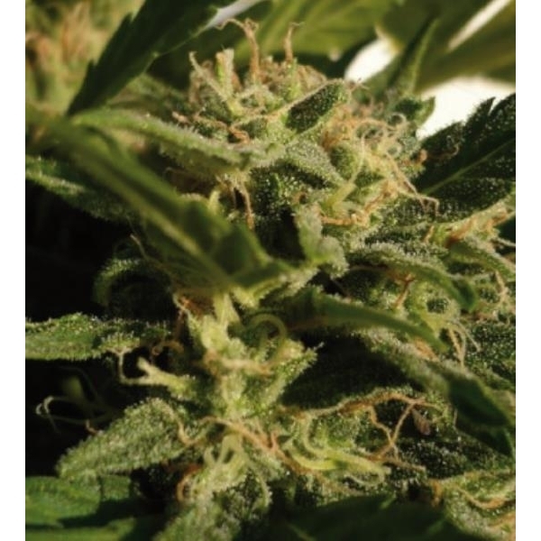 Red Dwarf Auto (Buddha Seeds) Feminisoidut