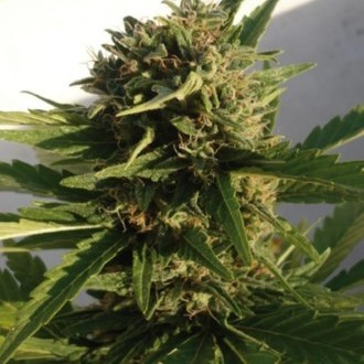 Red Dwarf Auto (Buddha Seeds) Feminisoidut